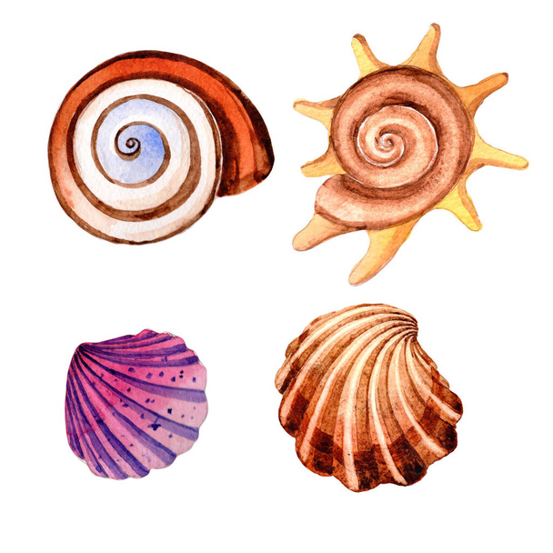 Watercolor summer beach seashell tropical elements, underwater creatures. - Photo, image