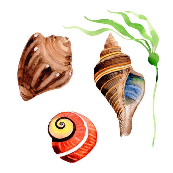 Akvarell nyári strand seashell trópusi elemek, víz alatti lények. - Fotó, kép