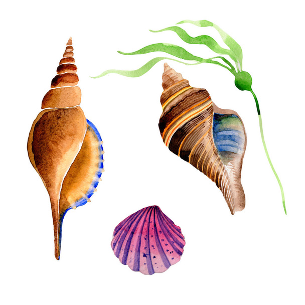 Watercolor summer beach seashell tropical elements, underwater creatures. - Photo, Image