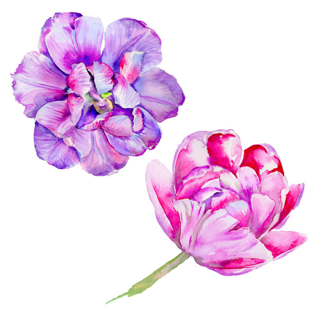 分離された水彩画のワイルドフラワー チューリップの花. - 写真・画像