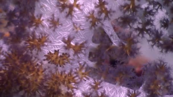 Miękki Koral pod wodą w oceanie dzikiej Filipiny. - Materiał filmowy, wideo