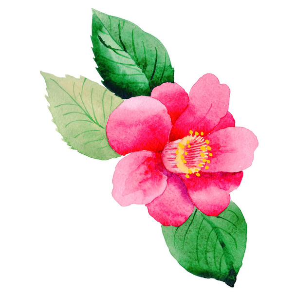Wildflower Camellia Japanese flower in a watercolor style isolated. - Fotoğraf, Görsel