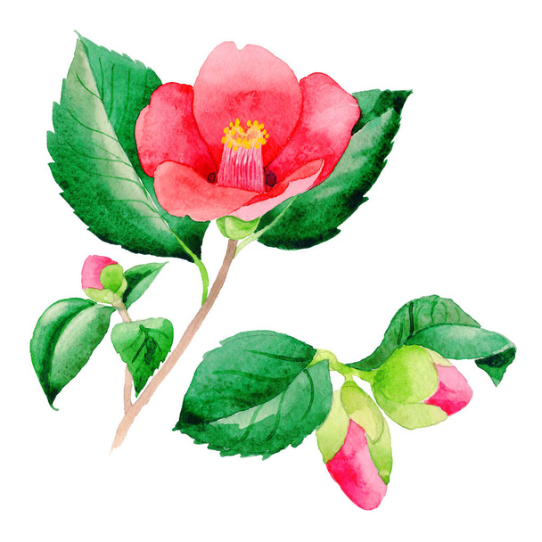 Wildflower Camellia Japanese flower in a watercolor style isolated. - Foto, Bild