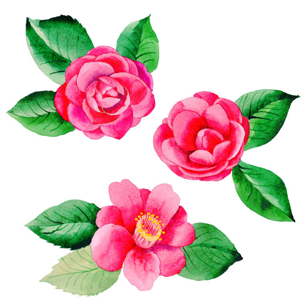 Wildflower Camellia Japanese flower in a watercolor style isolated. - 写真・画像