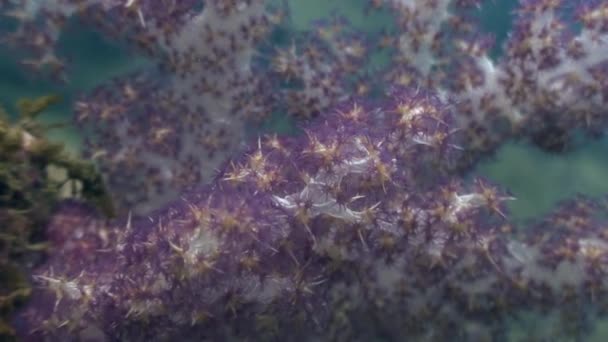 Lágy korall víz alatti élővilág Fülöp-szigetek-óceán. - Felvétel, videó