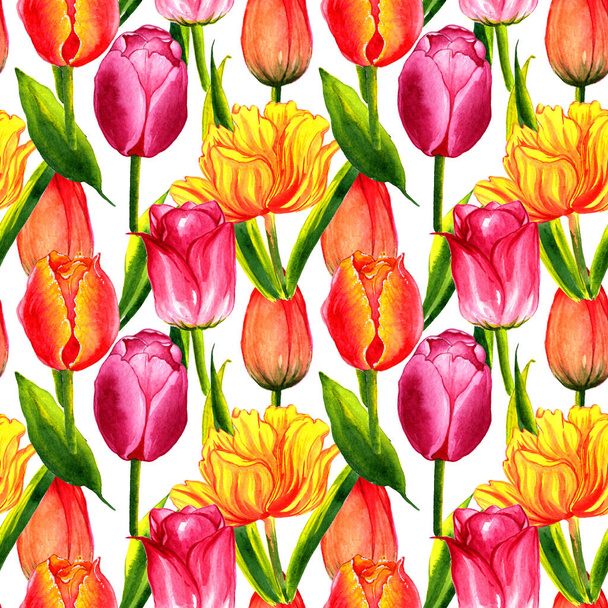 Patrón de flor de tulipán silvestre en un estilo de acuarela aislado
. - Foto, imagen