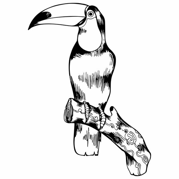 Toucan. Vector illustration. Hand drawing for design - Vetor, Imagem
