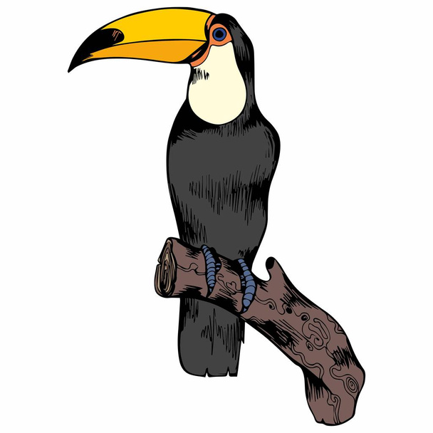 Toucan. Vector illustration. Hand drawing for design - Vector, afbeelding