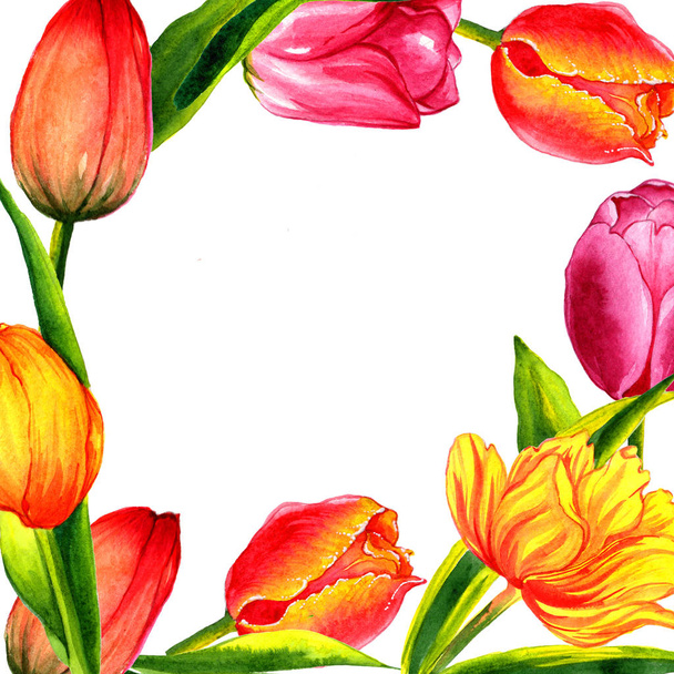 Wildflower tulip flower frame in a watercolor style isolated. - Zdjęcie, obraz
