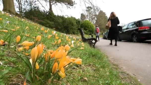 Francouzský zářivé jarní pole s krokusy (Crocus longiflorus) květy kvetou - výhled z níže ve veřejném parku v Bath, Velká Británie - Záběry, video