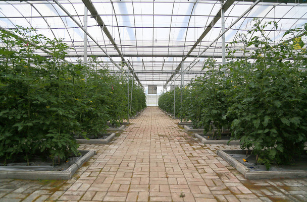 Greenhouse Agriculture - Photo, Image