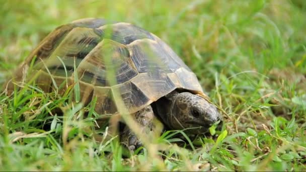 Schildkröte, Tiere - Filmmaterial, Video