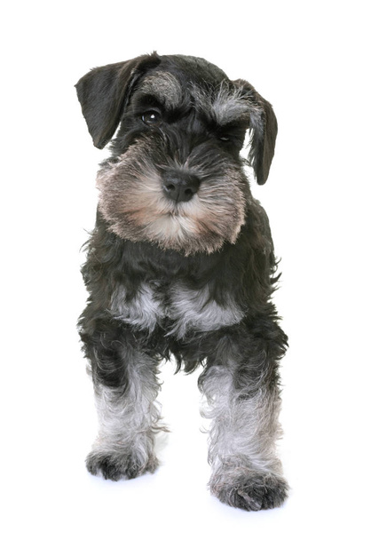 filhote de cachorro schnauzer miniatura
 - Foto, Imagem