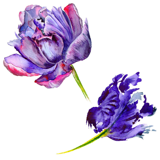 Wildflower tulip flower in a watercolor style isolated. - Fotó, kép