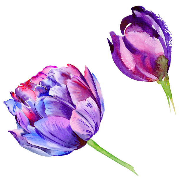 Wildflower tulip flower in a watercolor style isolated. - Photo, Image