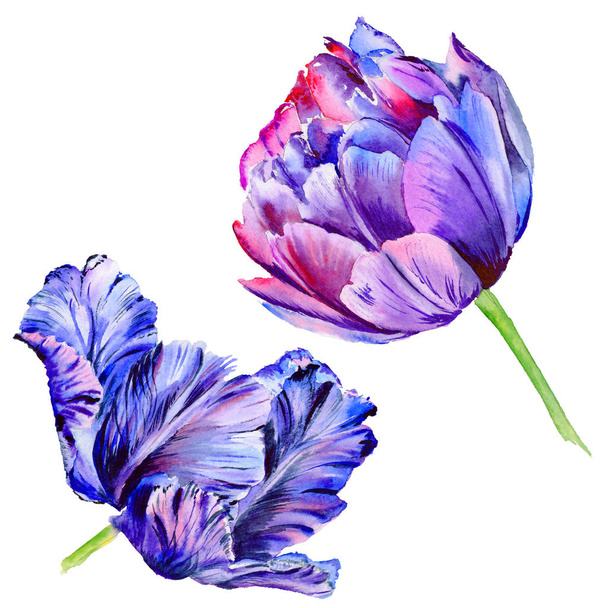 Wildflower tulip kwiat w stylu przypominającym akwarele na białym tle. - Zdjęcie, obraz