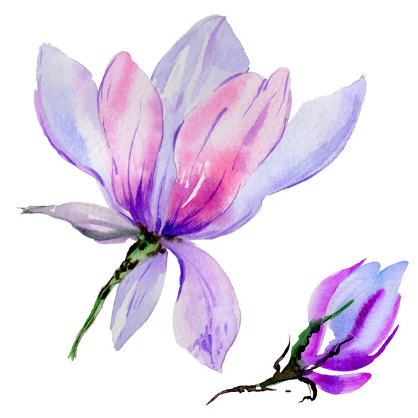Wildflower magnolia flower in a watercolor style isolated. - 写真・画像