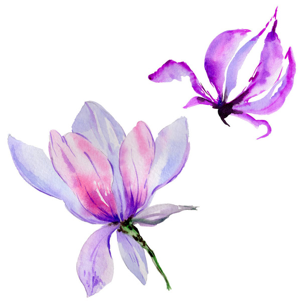 分離された水彩画のワイルドフラワー マグノリアの花. - 写真・画像