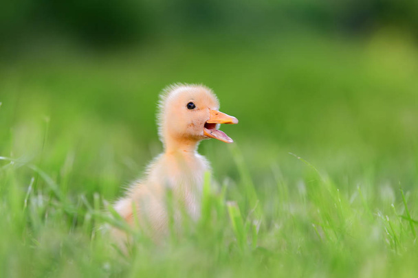 Маленьке каченя на зеленій траві
 - Фото, зображення