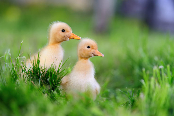 Two little duckling on green grass - Photo, Image