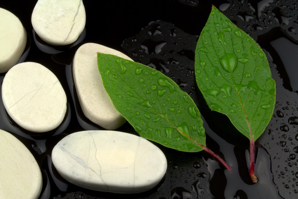 Зеленые листья с капли воды, и белые камни
 - Фото, изображение