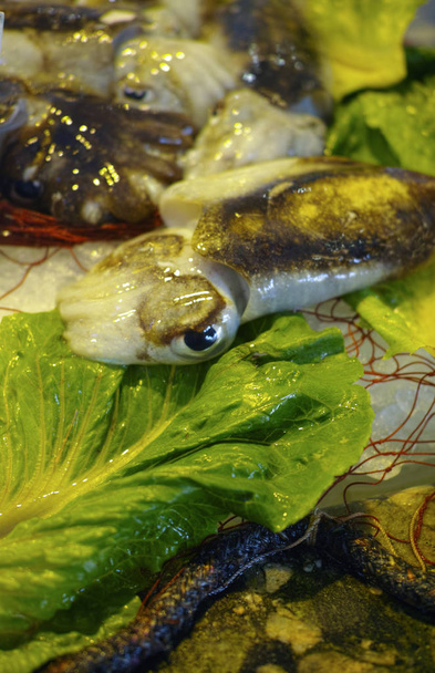frische Fischer fangen rohe Tintenfische aus der Ägäis, Sizilien - Foto, Bild