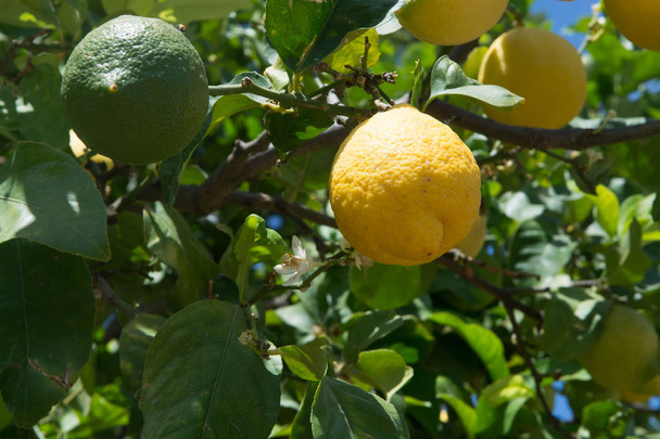Agrumi ricchi di vitamina C limoni siciliani maturi gialli sull'albero
 - Foto, immagini
