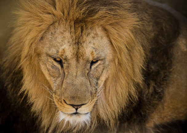 Portrait of a male African lion - Photo, Image