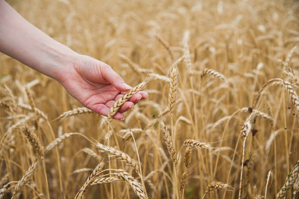 Manos tocando el campo de trigo dorado, granjero disfrutando de una gran cosecha
 - Foto, Imagen