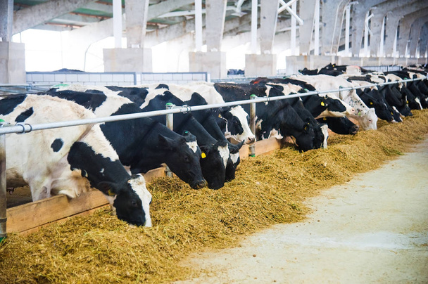 vaches dans une ferme. Vaches laitières
 - Photo, image