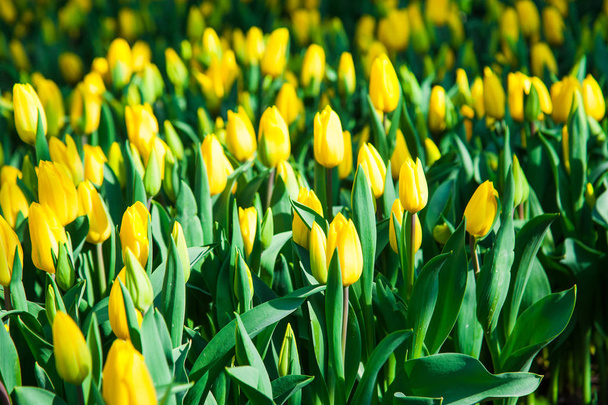 Escena de primavera del campo de tulipanes. Agronegocios invernadero plántulas primavera. - Foto, imagen