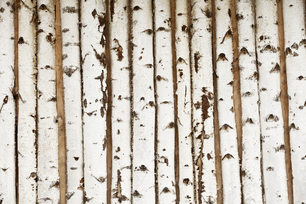 Textura de madeira de bétula
 - Foto, Imagem