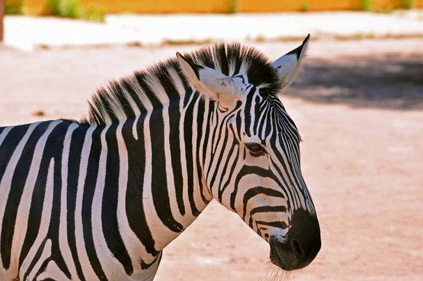 zebra with black and white striped coats - Foto, Imagem