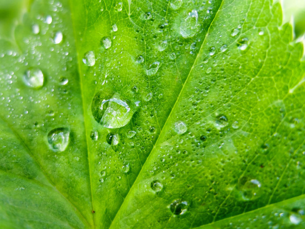 Background dew drops on leaf macro. - Φωτογραφία, εικόνα