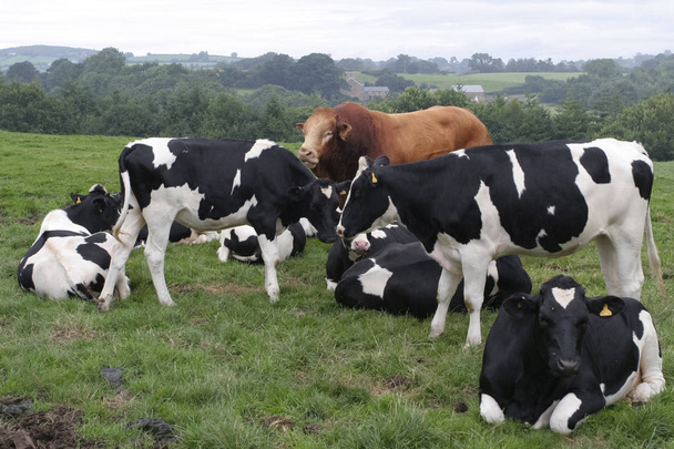 αγελάδες που βόσκουν στο πεδίο - Φωτογραφία, εικόνα