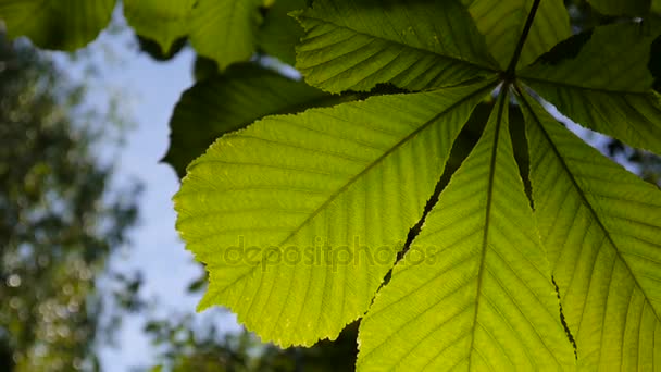 Leaf chestnut tree thoroughly illuminated by the sun. Video footage hd shooting in spring of static camera. - Záběry, video