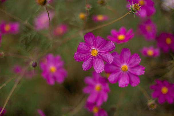Podłoże naturalne kwiat, niesamowity charakter widok purpurowe kwiaty kwitnące w ogrodzie w słońcu na środku, letni dzień, niebieski szałwia ogród fioletowy. - Zdjęcie, obraz