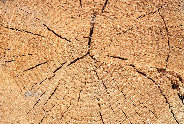 Close-up texture of a tree - Fotografie, Obrázek