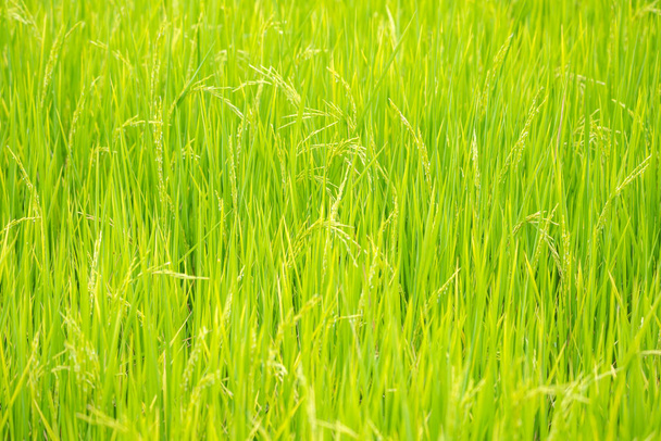 Nature of rice field on rice paddy - Photo, Image
