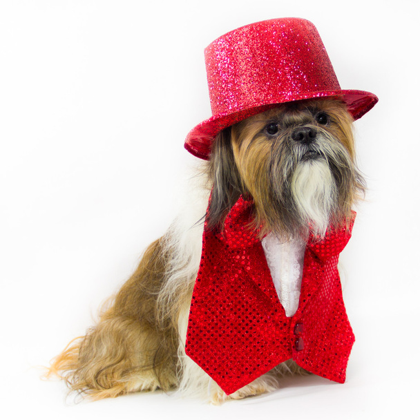 σκυλί σε ένα κόκκινο συμβαλλόμενο μέρος στολή - Φωτογραφία, εικόνα