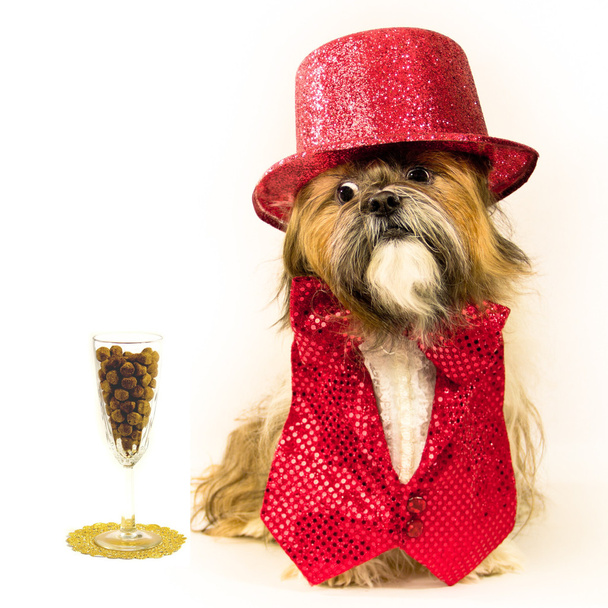 Cocktail Kibble aux yeux de chien de fête
 - Photo, image