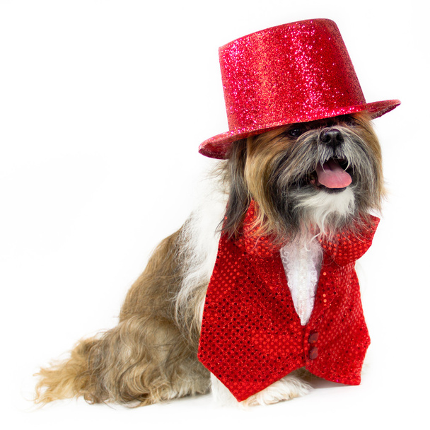 Hund im roten Partykostüm - Foto, Bild