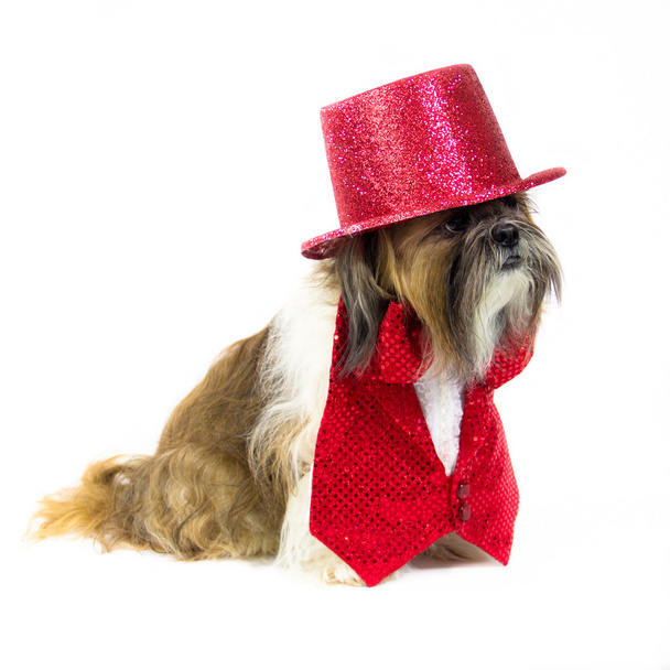 Perro en un traje rojo
 - Foto, imagen