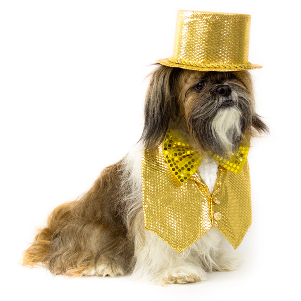 Cane in costume da festa d'oro
 - Foto, immagini
