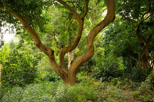 křivý strom v lese - Fotografie, Obrázek