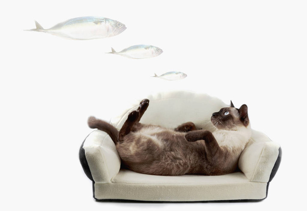 Gato siamés o foca gato marrón con ojos grises, descansando en la cama
. - Foto, imagen