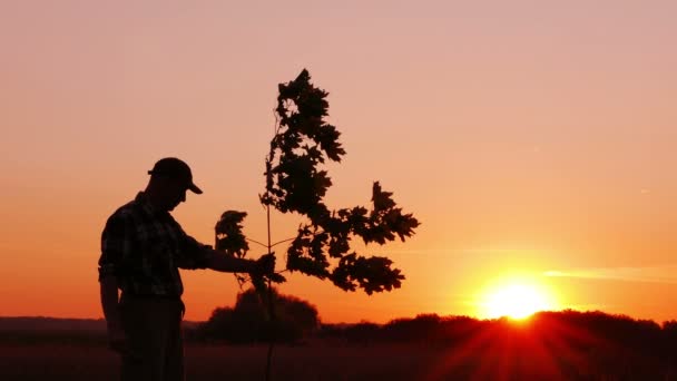Mann hält Pflanzbaum. Sonnenaufgang, Sonnenuntergang. Silhouette. Frühling oder Sommer - Filmmaterial, Video
