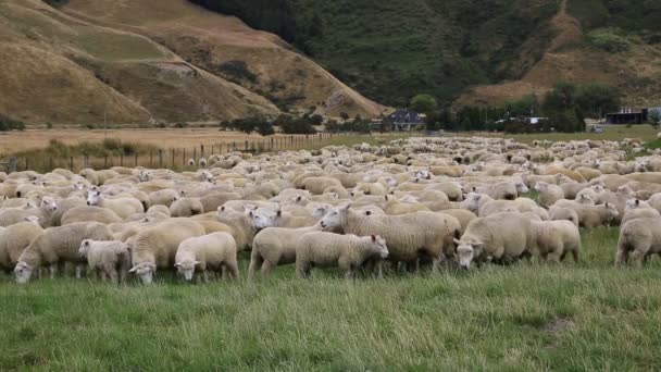 Schafe hecheln - Neuseeland - Filmmaterial, Video