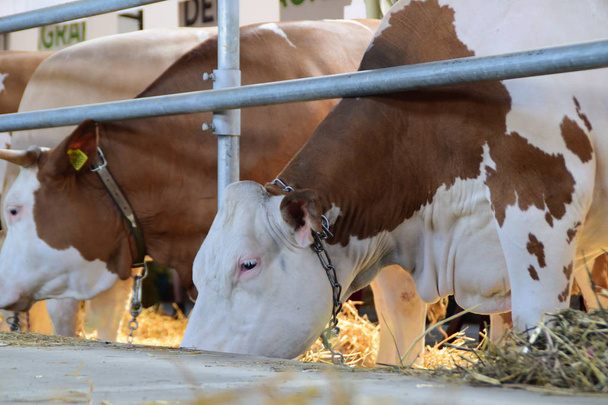vacas marrons e brancas pastando em um celeiro, vacas na Feira Agrícola
,  - Foto, Imagem