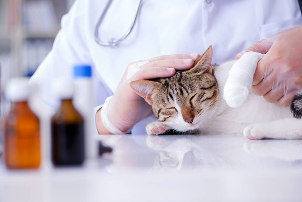 Veterinario visitante de gato para chequeo regular - Foto, imagen
